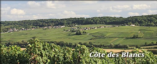 Côte des Blancs