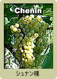 Chenin