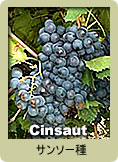 Cinsaut