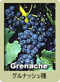 Grenache