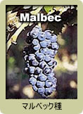 Malbec