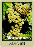 　Marsanne