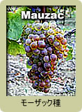 Mauzac