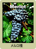 Merlot