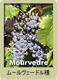 Mourvedre