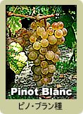 ピノ・ブラン(Pinot Blanc)