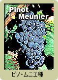 Pinot Meunier（ピノ・ムニエ）