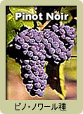 ピノ・ノワール(Pinot Noir)