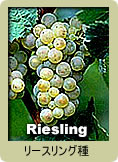 リースリング(Riesling)