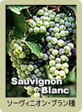 Sauvignon Blanc