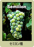 Semillon