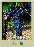 Syrah