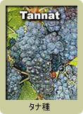 Tannat