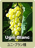 Ugni Blanc