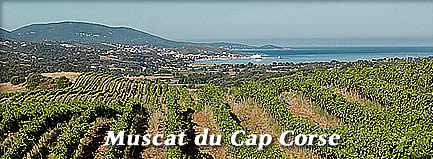Muscat du Cap Corse