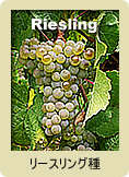 Riesling