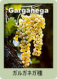 Garganega