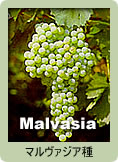 Malvasia