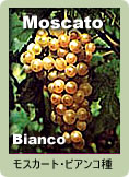 Moscato