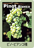 Pinot Bianco