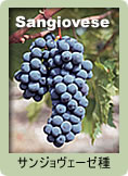 Sangiovese