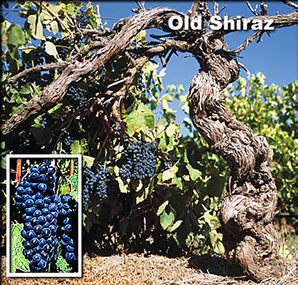 Old Shiraz