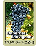 Cabernet Sauvignon