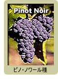 Pinot Noir