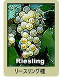 RiesLing