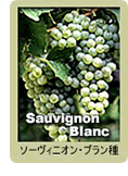 Sauvignon Blanc