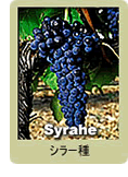 Syrah 